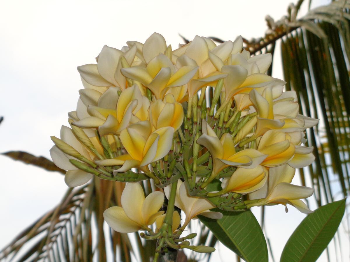 Yulia 1 Bed & Breakfast ซานูร์ ภายนอก รูปภาพ